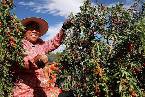 就冲着那一声“真香”而来 拼多多12.12全民真香节，为初级农产品全力启动