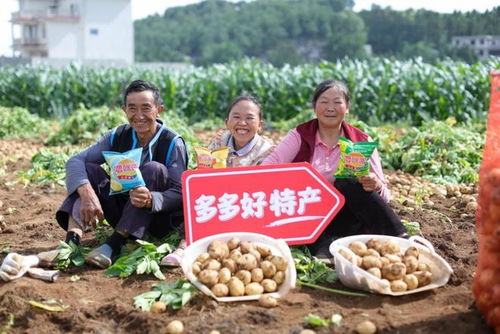 拼多多Q2财报彰显社会责任 百亿减免周年，真金白银反哺初级农产品产业生态