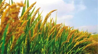 食用农产品价格小幅回落，生产资料价格企稳，初级农产品市场走向何方？