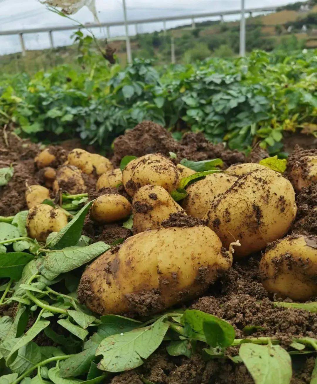 威宁小土豆“闯”广州 一颗来自高原的“金豆豆”如何走红大都市？