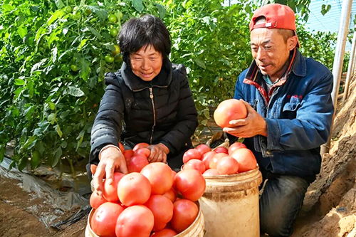上党区白家沟村 特色产业酿出富民“甜滋味”