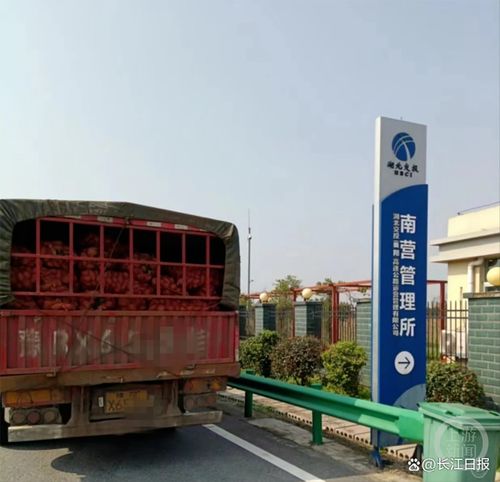 马上评 | 紫薯非薯，说好的鲜活农产品绿色通道呢？